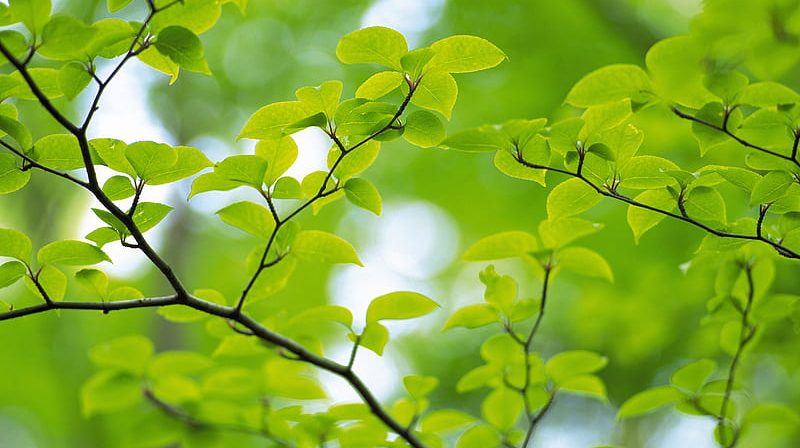 HD-wallpaper-green-leaves-on-tree-branch